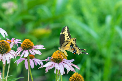 Picture of GIANT SWALLOWTAIL ON PURPLE CONEFLOWER -MARION COUNTY-ILLINOIS