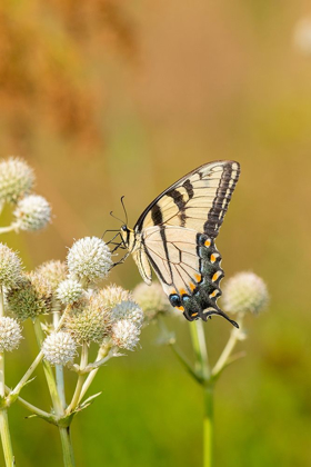 Picture of EASTERN TIGER SWALLOWTAIL ON RATTLESNAKE MASTER (ERYNGIUM YUCCIFOLIUM)-MARION COUNTY-ILLINOIS