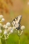 Picture of EASTERN TIGER SWALLOWTAIL ON RATTLESNAKE MASTER (ERYNGIUM YUCCIFOLIUM)-MARION COUNTY-ILLINOIS