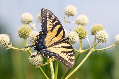 Picture of EASTERN TIGER SWALLOWTAIL ON RATTLESNAKE MASTER (ERYNGIUM YUCCIFOLIUM)-MARION COUNTY-ILLINOIS