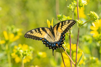 Picture of EASTERN TIGER SWALLOWTAIL ON ROSIN WEED (SILPHIUM INTEGRIFOLIUM)-MARION COUNTY-ILLINOIS