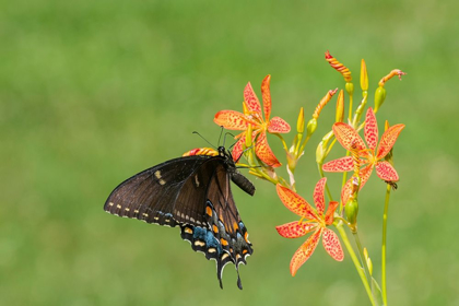 Picture of EASTERN TIGER SWALLOWTAIL FEMALE ON BLACKBERRY LILY (BELAMCANDA CHINENSIS)-MARION COUNTY-ILLINOIS