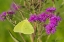 Picture of CLOUDLESS SULPHUR (PHOEBIS SENNAE) ON MISSOURI IRONWEED (VERONIA MISSURICA)-MARION COUNTY-ILLINOIS