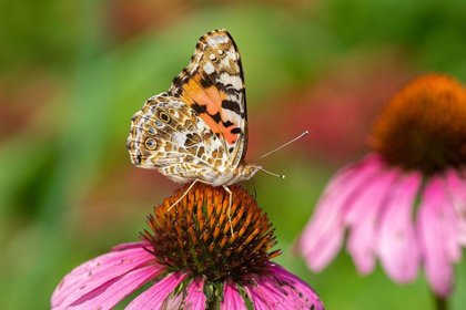 Picture of PAINTED LADY (VANESSA CARDUI) ON PURPLE CONEFLOWER -MARION COUNTY-ILLINOIS