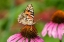 Picture of PAINTED LADY (VANESSA CARDUI) ON PURPLE CONEFLOWER -MARION COUNTY-ILLINOIS