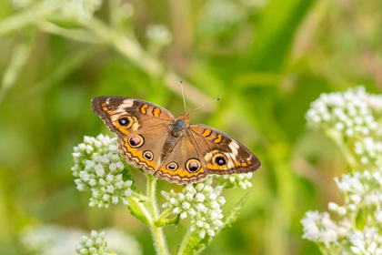 Picture of COMMON BUCKEYE (JUNONIA COENIA) ON COMMON BONESET (EUPATORIUM PERFOLIATUM)-MARION COUNTY-ILLINOIS