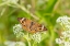Picture of COMMON BUCKEYE (JUNONIA COENIA) ON COMMON BONESET (EUPATORIUM PERFOLIATUM)-MARION COUNTY-ILLINOIS