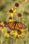 Picture of VICEROY (LIMENITIS ARTHEMIS) ON SNEEZEWEED (HELENIUM SP)-EFFINGHAM COUNTY-ILLINOIS