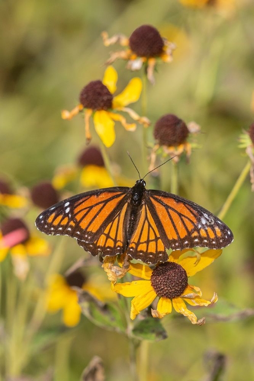 Picture of VICEROY (LIMENITIS ARTHEMIS) ON SNEEZEWEED (HELENIUM SP)-EFFINGHAM COUNTY-ILLINOIS