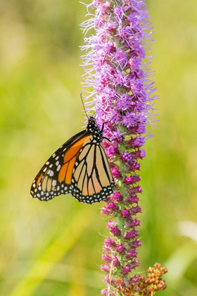 Picture of MONARCH (DANAUS PLEXIPPUS) ON PRAIRIE BLAZING STAR (LIATRIS PYCNOSTACHYA) CLINTON COUNTY-ILLINOIS