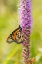 Picture of MONARCH (DANAUS PLEXIPPUS) ON PRAIRIE BLAZING STAR (LIATRIS PYCNOSTACHYA) CLINTON COUNTY-ILLINOIS