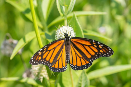 Picture of MONARCH (DANAUS PLEXIPPUS) ON RATTLESNAKE MASTER (ERYNGIUM YUCCIFOLIUM)-MARION COUNTY-ILLINOIS