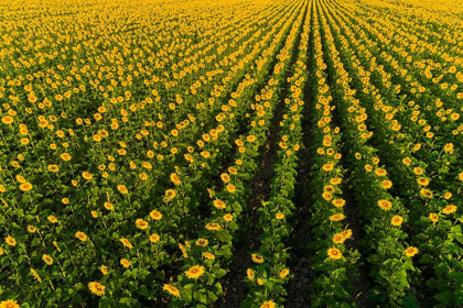 Picture of AERIAL VIEW OF SUNFLOWER FIELD SAM PARR STATE PARK JASPER COUNTY-ILLINOIS