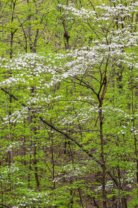 Picture of FLOWERING DOGWOOD TREE IN SPRING STEPHEN A FORBES STATE RECREATION AREA-MARION COUNTY-ILLINOIS