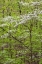 Picture of FLOWERING DOGWOOD TREE IN SPRING STEPHEN A FORBES STATE RECREATION AREA-MARION COUNTY-ILLINOIS