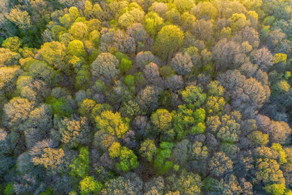 Picture of AERIAL VIEW OF FOREST IN SPRING-MARION COUNTY-ILLINOIS