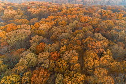 Picture of AERIAL VIEW OF FALL COLOR AT SUNRISE-MARION COUNTY-ILLINOIS