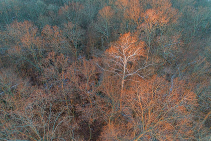 Picture of AERIAL VIEW OF LONE SYCAMORE TREE IN WINTER WOODS-MARION COUNTY-ILLINOIS