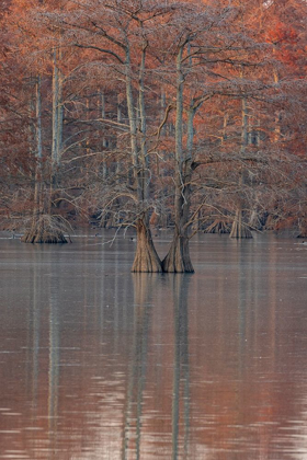 Picture of CYPRESS TREES IN FALL HORSESHOE LAKE STATE FISH AND WILDLIFE AREA-ALEXANDER COUNTY-ILLINOIS