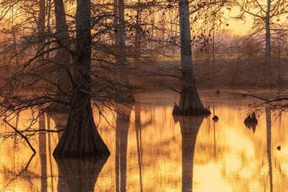 Picture of CYPRESS TREES AT SUNSET IN FALL HORSESHOE LAKE STATE FISH AND WILDLIFE AREA-ALEXANDER COUNTY