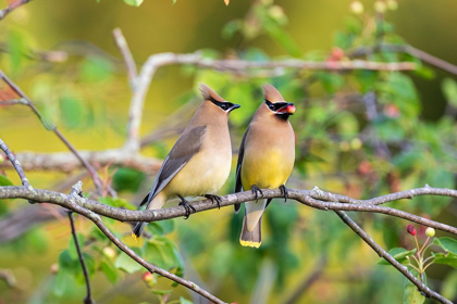 Picture of CEDAR WAXWINGS EXCHANGING BERRY IN SERVICEBERRY BUSH