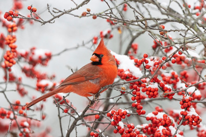 Picture of NORTHERN CARDINAL MALE IN WINTERBERRY BUSH IN WINTER