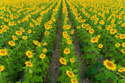 Picture of AERIAL VIEW OF SUNFLOWER FIELD SAM PARR STATE PARK-JASPER COUNTY-ILLINOIS