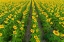 Picture of AERIAL VIEW OF SUNFLOWER FIELD SAM PARR STATE PARK-JASPER COUNTY-ILLINOIS