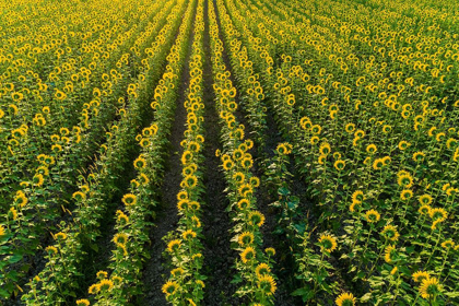 Picture of AERIAL VIEW OF SUNFLOWER FIELD SAM PARR STATE PARK-JASPER COUNTY-ILLINOIS