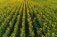 Picture of AERIAL VIEW OF SUNFLOWER FIELD SAM PARR STATE PARK-JASPER COUNTY-ILLINOIS