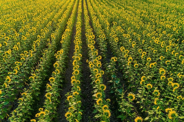 Picture of AERIAL VIEW OF SUNFLOWER FIELD SAM PARR STATE PARK-JASPER COUNTY-ILLINOIS