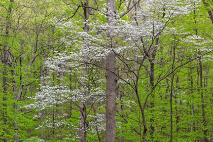 Picture of FLOWERING DOGWOOD TREE (CORNUS FLORIDA) IN SPRING STEPHEN A FORBES ST PARK