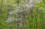 Picture of FLOWERING DOGWOOD TREE (CORNUS FLORIDA) IN SPRING STEPHEN A FORBES ST PARK