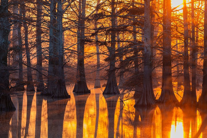 Picture of CYPRESS TREES AT SUNSET IN FALL HORSESHOE LAKE STATE FISH AND WILDLIFE AREA