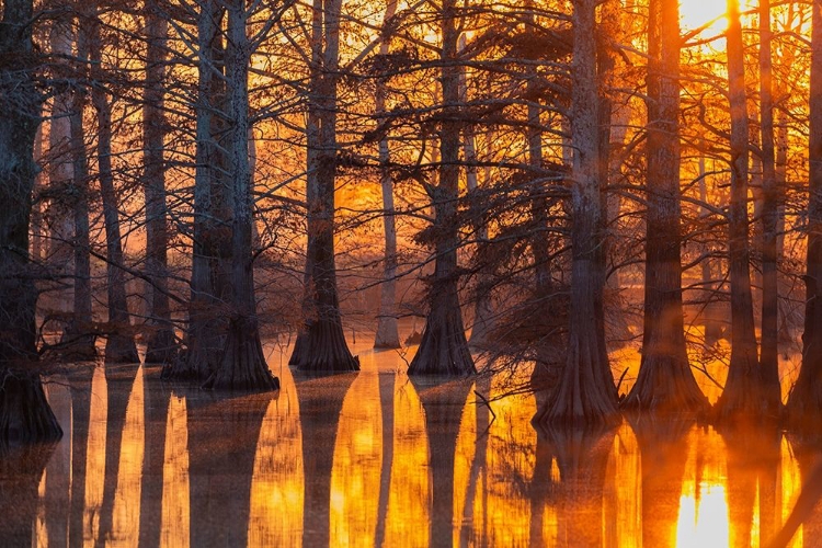 Picture of CYPRESS TREES AT SUNSET IN FALL HORSESHOE LAKE STATE FISH AND WILDLIFE AREA