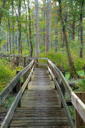 Picture of WOODEN BOARDWALK TRAIL-TWIN SWAMPS NATURE PRESERVE-INDIANA-MIDWEST-USA