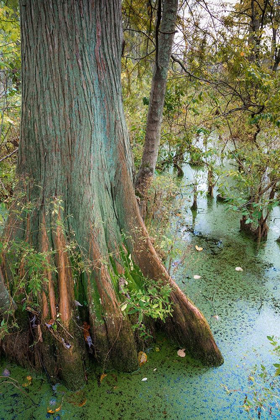 Picture of BOLD CYPRESS SWAMP-TWIN SWAMPS NATURE PRESERVE-INDIANA-MIDWEST-USA