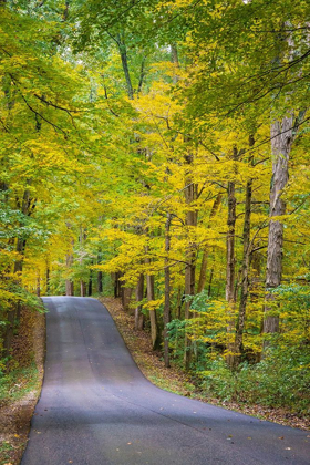 Picture of CURVY ROAD IN CLIFTY CREEK PARK-SOUTHERN INDIANA