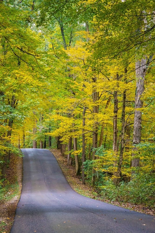 Picture of CURVY ROAD IN CLIFTY CREEK PARK-SOUTHERN INDIANA