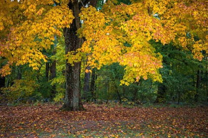 Picture of AUTUMN YELLOW FOLIAGE OF SUGAR MAPLE IN CLIFTY CREEK PARK-SOUTHERN INDIANA