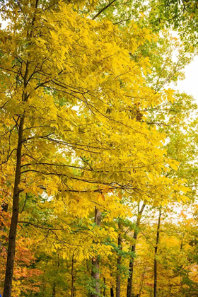 Picture of BACKLIT AUTUMN YELLOW FOLIAGE IN CLIFTY CREEK PARK-SOUTHERN INDIANA