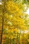 Picture of BACKLIT AUTUMN YELLOW FOLIAGE IN CLIFTY CREEK PARK-SOUTHERN INDIANA