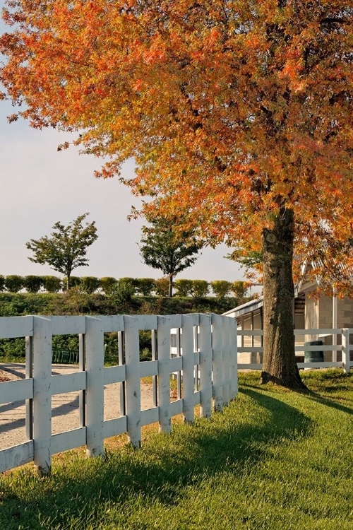 Picture of WHITE FENCES-KEENELAND RACE TRACK-LEXINGTON-KENTUCKY