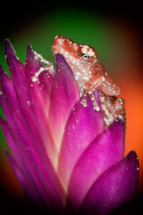 Picture of KENTUCKY CINNAMON TREE FROG ON FLOWER