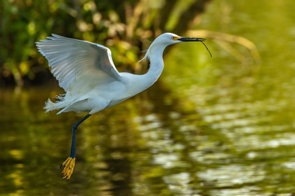 Picture of LOUISIANA-JEFFERSON ISLAND FLYING SNOWY EGRET BRINGS STICK TO BUILD NEST
