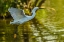 Picture of LOUISIANA-JEFFERSON ISLAND FLYING SNOWY EGRET BRINGS STICK TO BUILD NEST