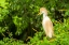 Picture of LOUISIANA-JEFFERSON ISLAND CATTLE EGRET IN BREEDING PLUMAGE