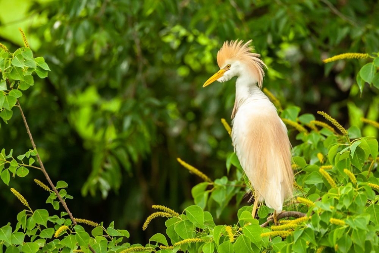 Picture of LOUISIANA-JEFFERSON ISLAND CATTLE EGRET IN BREEDING PLUMAGE