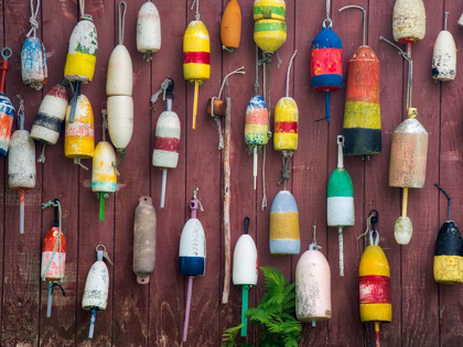 Picture of MAINE COLORFUL BUOYS HANGING ON THE EXTERIOR OF A BUILDING