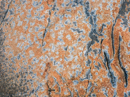 Picture of MAINE PATTERNS ON ROCK ON THE BEACH NEAR THUNDER HOLE IN ACADIA NATIONAL PARK